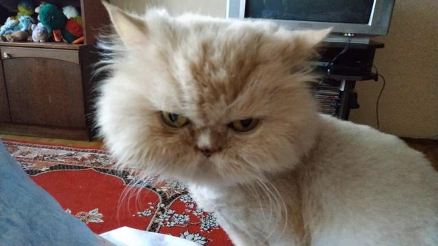 персидский Кот после груминга