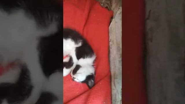 Я нашёл маленького кота и привёл его домой смотреть онлайн