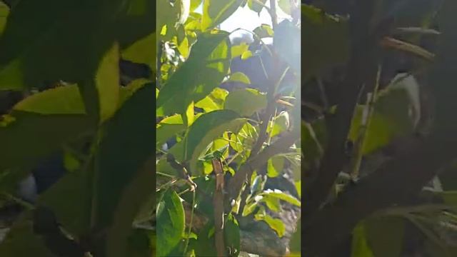 Карликовые ,колоновидные груши ,сапфира,декора и груша на айве(подвое) смотреть онлайн