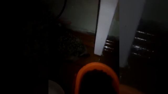 Ёжик любит кушать kitekat смотреть онлайн
