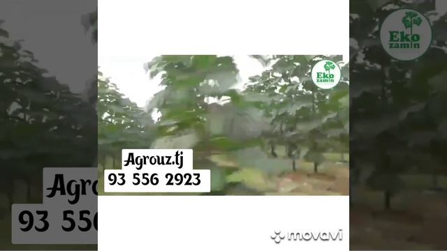 плантация павлония смотреть онлайн