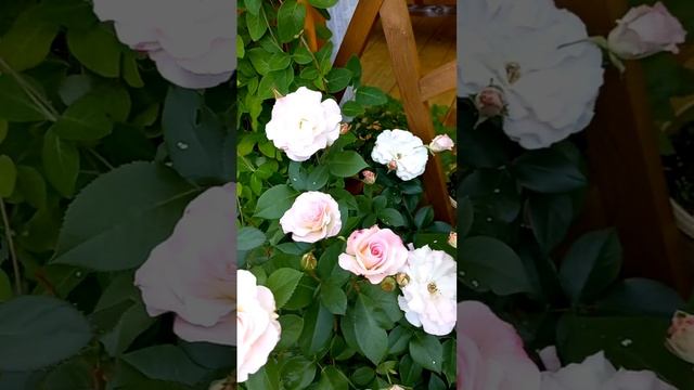 Роза Розендштадт Фрайзинг, шраб, цветущий все лето, в люьую погоду, до самых холодов. смотреть онлайн