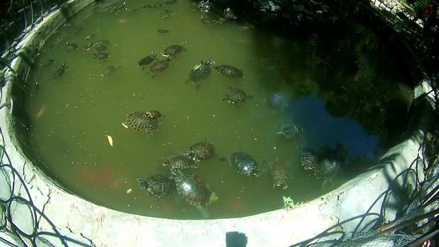 Греция 30.06 - 7.07.2017 смотреть онлайн