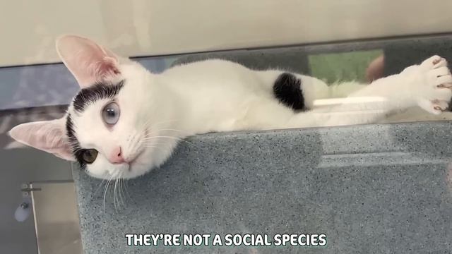 I visited the national cat ADOPTION center! смотреть онлайн