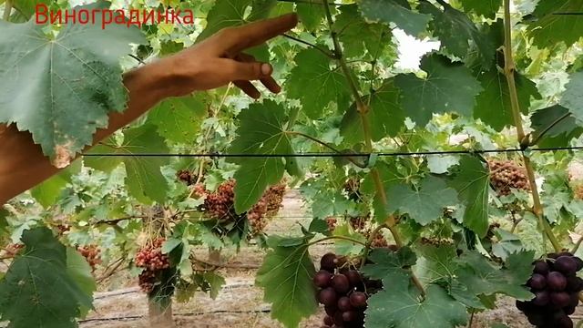 Виноград Памяти Учителя 2021г смотреть онлайн