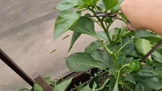 Как ускорить созревание перцев на кустах смотреть онлайн
