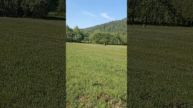 Коровы пасутся. Первый день на выпасе Доцент.? Что за привычка прятать телят??♀️