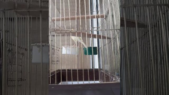 Самка канарейки поёт смотреть онлайн