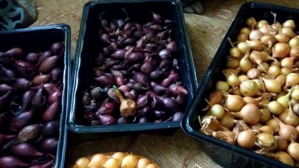 Покупка лука севка