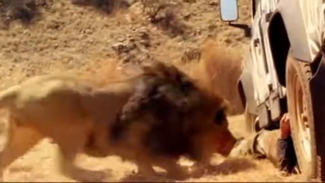 Trapped under the car, would Tom get rid of the lion смотреть онлайн