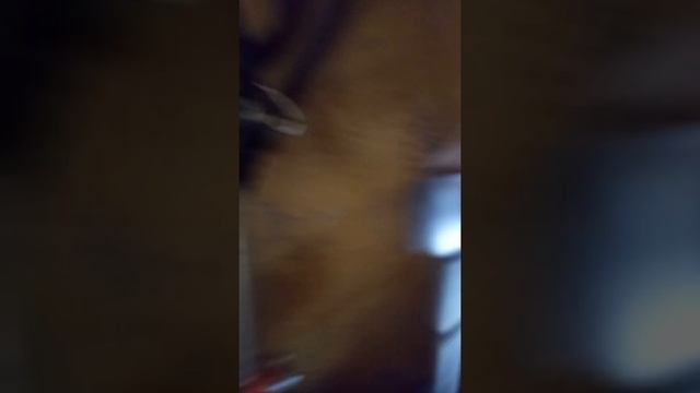 ЗАМЕНА И РЕГУЛИРОВКА ЗАЖИГАНИЯ НА БЕНЗОКОСЕ смотреть онлайн