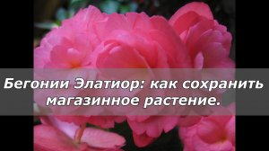 Бегонии Элатиор: как сохранить растение из магазина
