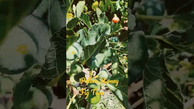 Peter's Honey Fig Tree ripening Aug. 13th in Bay area! смотреть онлайн