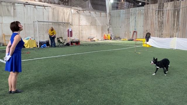 Танцы с собаками Dog dance.Тимошина Светлана & Брина.Танец "Быстрая река". Пре-ринг №1.10.05.2022г. смотреть онлайн