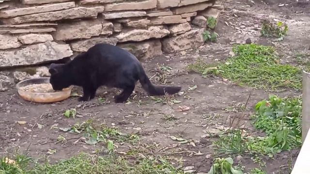 Кошки голодные! Всех кормим! Всех жалко! смотреть онлайн