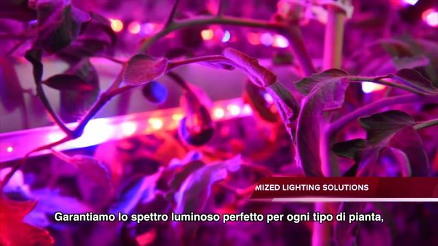 Horticultural LED Lighting by C-LED | Cefla Lighting смотреть онлайн