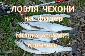 Как ловить чехонь на фидер — тактика, оснастка, приманки
