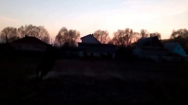 Жеребец 2 года, ганноверская порода. смотреть онлайн