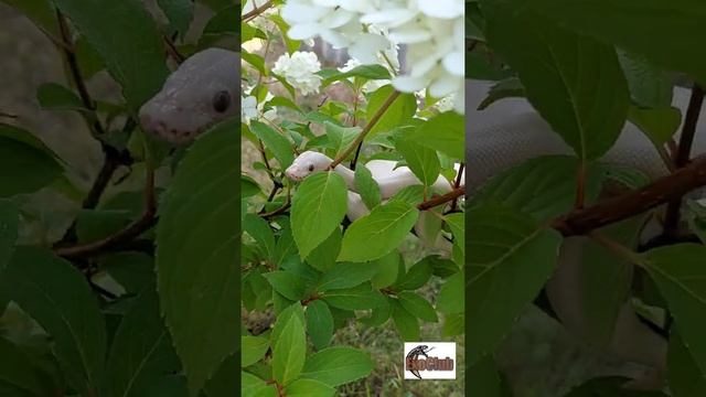 python regius/ball python/королевский питон/Lesser mojave смотреть онлайн