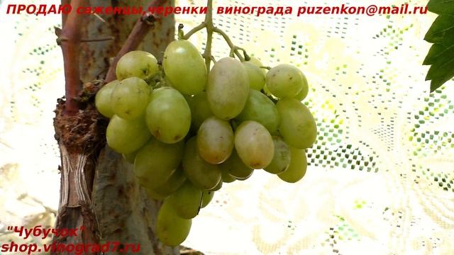 Виноград АЙСБЕРГ - новинка от Калугина, ранний, вкус ягод гармоничный (Пузенко Наталья Лариасовна) смотреть онлайн