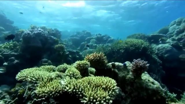 David Attenborough's Great Barrier Reef Dive - PSVR (PlayStation VR) - Trailer смотреть онлайн