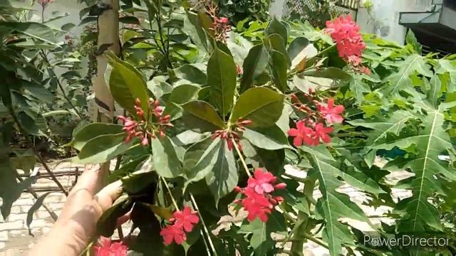 JATROPHA INTEGERRIMA - CARE AND TIPS FOR BEGINNERS ?? смотреть онлайн