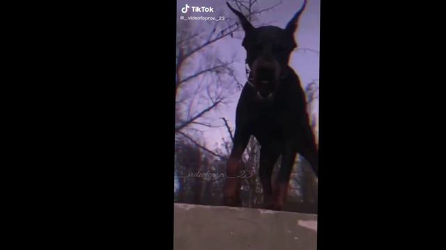 🖤Доберманы🖤 (ч.о) смотреть онлайн