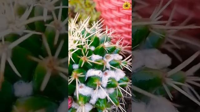 My Cactus All Set to Bloom | Barrel Cactus | Ferocactus ||FunandMore || #shorts смотреть онлайн