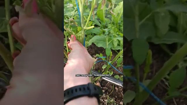подморозило рассаду? не спешите выдёргивать #заморозки смотреть онлайн