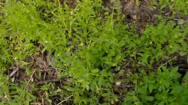 Трава которой можно кормить свиней,гусей,кур и всех зверей своего хозяйства. смотреть онлайн