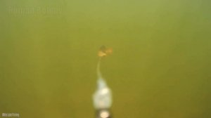 Рыбалка? ЗРЕЛИЩНЫЕ АТАКИ ЩУК на БОЛЬШИЕ ПРИМАНКИ? Подводная съёмка