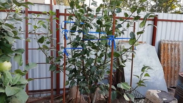 Обрезка груши. Как ухаживать за грушей. Формирование груши. Полив, обработка и подкормка груши. смотреть онлайн