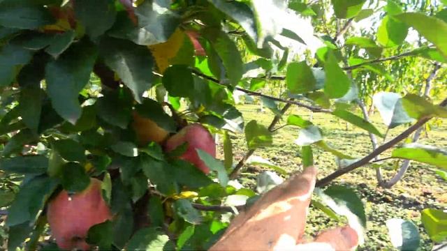 Высокая ароматичность и низкая кислотность / Яблоня РЕД ЧИФ смотреть онлайн