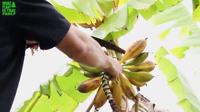 I JUST GOT ANOTHER BLUE JAVA BANANA TREE From SAL / Plus MORE (MISI LUKI, SAN JOSE, RAJAPURI, SABA) смотреть онлайн