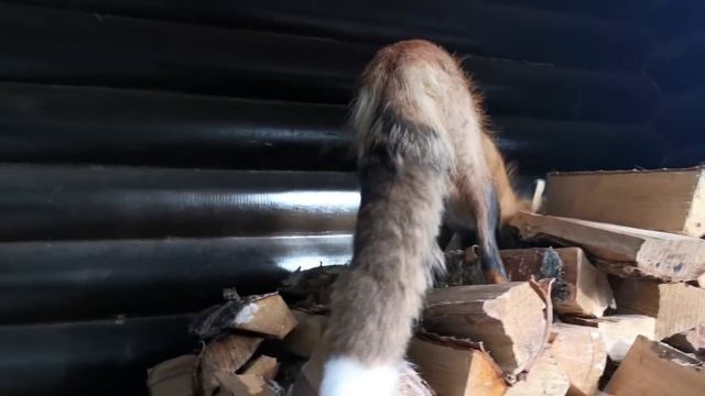 Ли Сяо / Alice the Fox Лиса Алиса (Лиса поймала мышку в дровах) смотреть онлайн