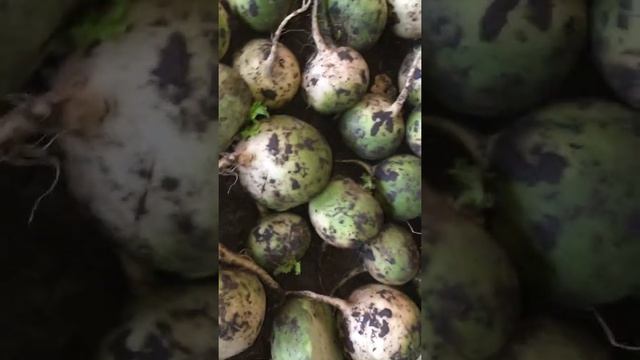 Редька зелёный какая должно быт смотреть онлайн