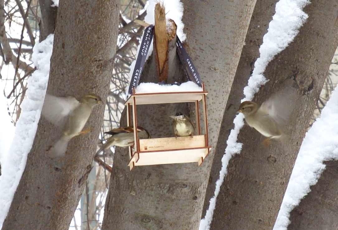 Воробьи зависают у кормушки словно колибри смотреть онлайн
