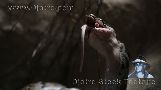 Python's Double Kill 01 Stock Footage смотреть онлайн