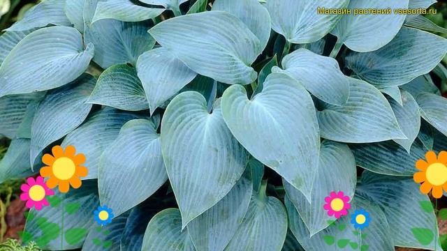 Хоста гибридная Канадиан Блу. Краткий обзор, описание характеристик hosta hybrida Canadian Blue смотреть онлайн