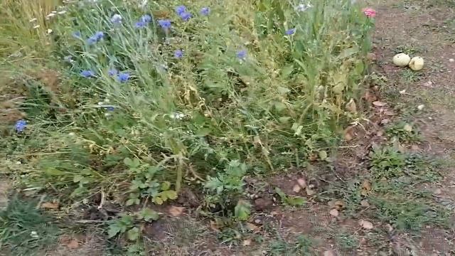 мавританский газон смотреть онлайн