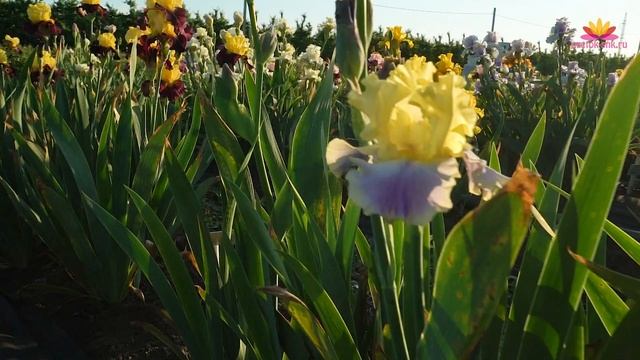 Распродажа ирисов 2018! смотреть онлайн