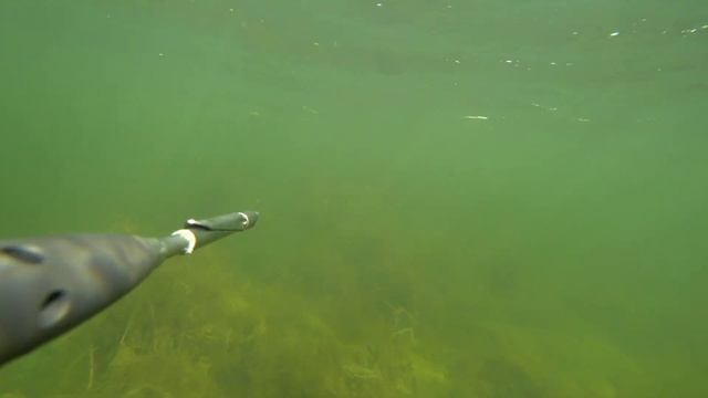 белый амур, карп, щука. подводная охота на маныче. смотреть онлайн