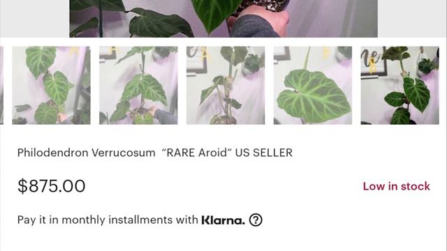 Trending and overpriced plants I don't care for | Houseplants смотреть онлайн