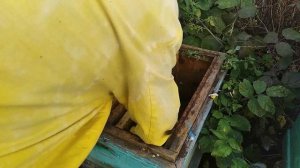 Результат!!! 2-ая обработка!!!Сублиматор щавелевой кислоты газовый