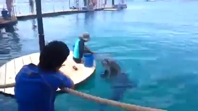 Кормим дельфинов на Красном Море. смотреть онлайн