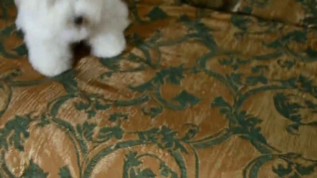 Бишон Фризе Горный Хрусталь Евстолия смотреть онлайн