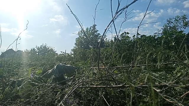 покос амброзии ,stihl fs 450+диск 350мм смотреть онлайн