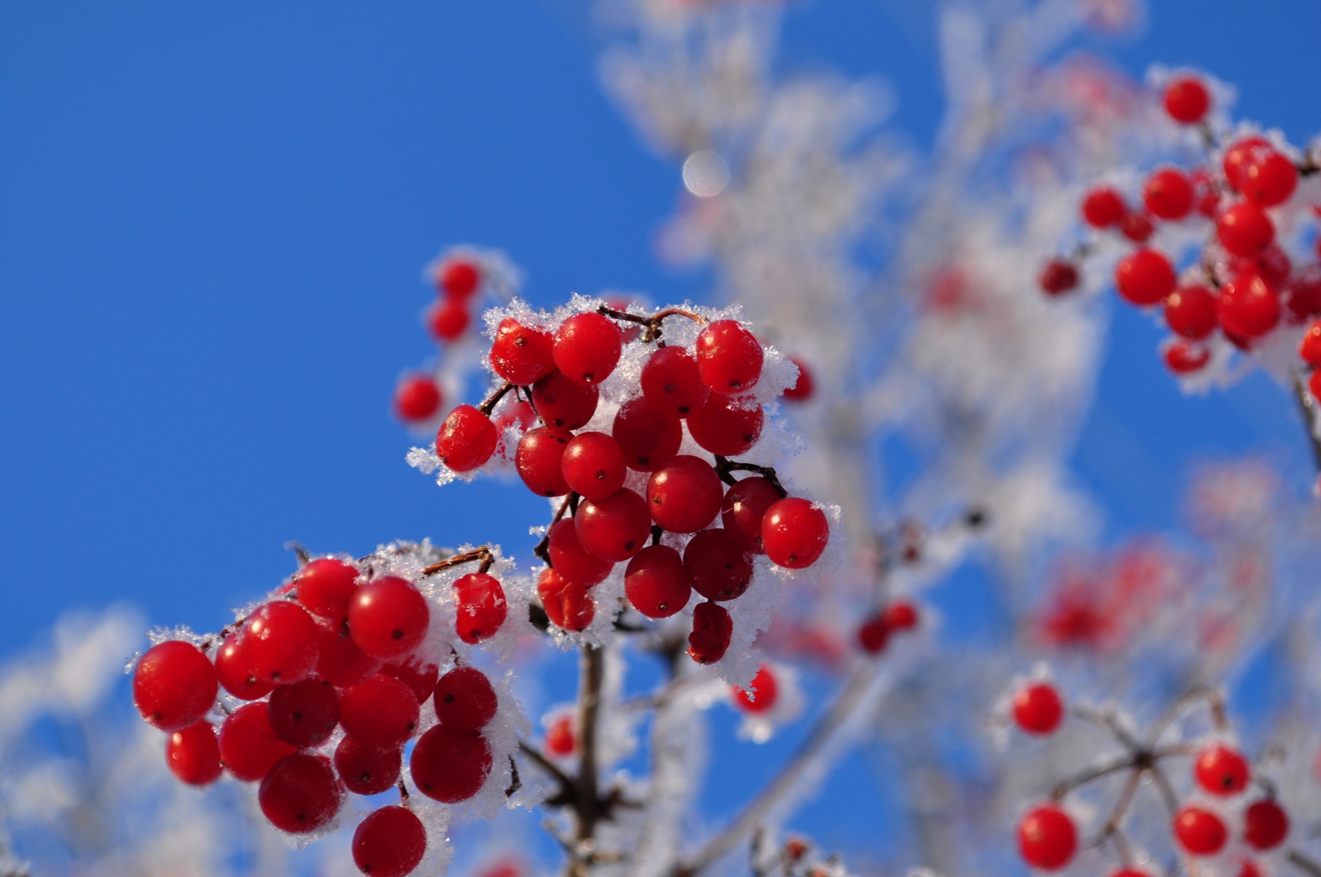 ЯГОДЫ собираем в феврале. смотреть онлайн