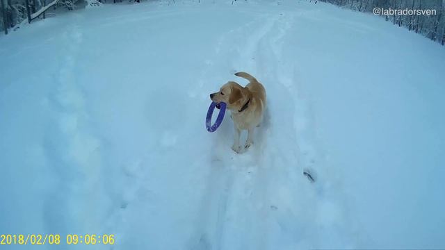 Labrador plays with a puller 🐶 Funny video ⭐️ Winter adventures and Labrador jumping in the snow смотреть онлайн