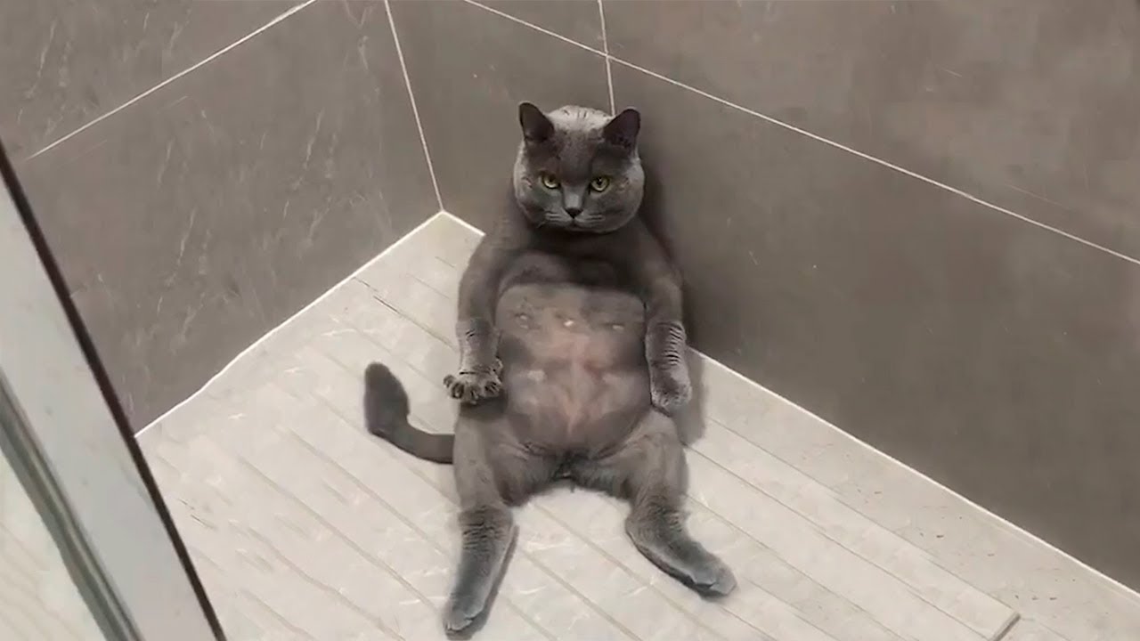 Я РЖАЛ ЦЕЛЫЙ ЧАС?ПОДБОРКА СМЕШНЫХ КОТОВ И СОБАК ДЛЯ ХОРОШЕГО НАСТРОЕНИЯ? #2 смотреть онлайн